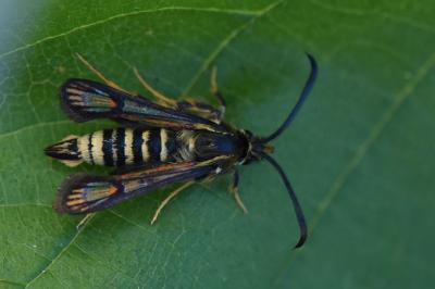 Sésie ichneumon 