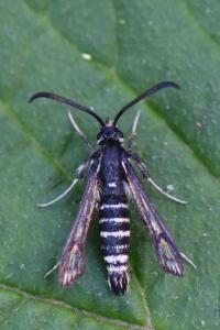 Sésie ichneumon 