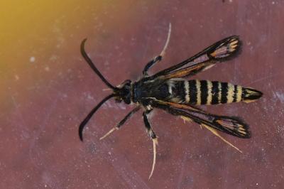 Sésie ichneumon 