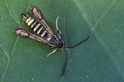 Sésie ichneumon 