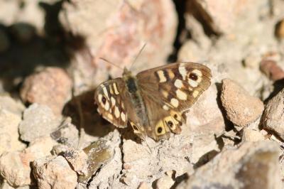 Tircis 