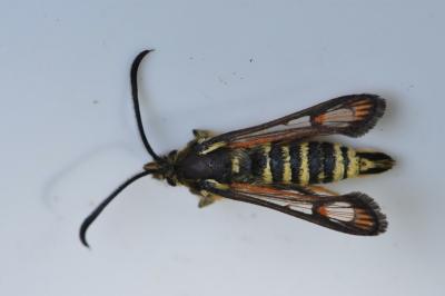 Sésie ichneumon 