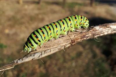Machaon 