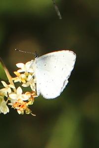 Azuré des Nerpruns 