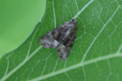 <i>Oligia</i>