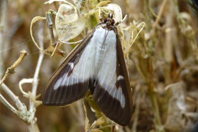 Cydalima perspectalis
