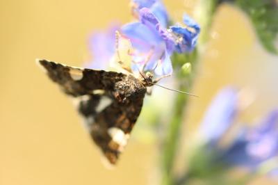 Noctuelle en deuil 