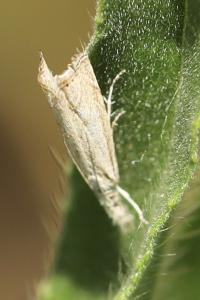 <i>Platytes cerussella</i>