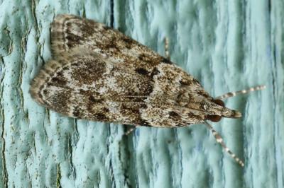 <i>Eudonia mercurella</i>