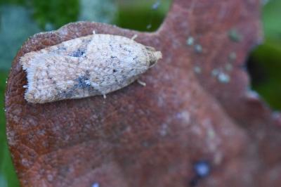 <i>Acleris</i>