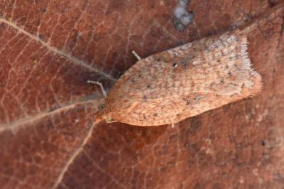 <i>Acleris</i>