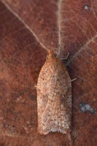 <i>Acleris</i>