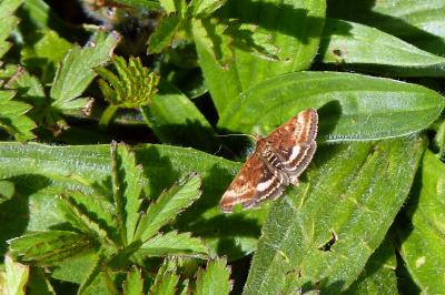 <i>Pyrausta despicata</i>