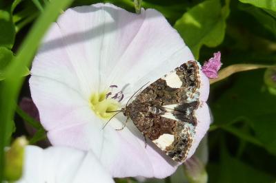 Noctuelle en deuil 