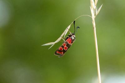 Zygène du Sainfoin 