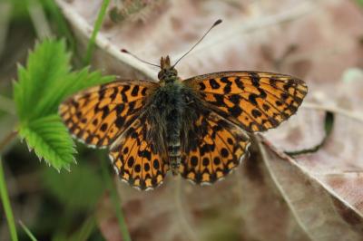 Boloria dia