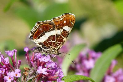 Araschnia levana