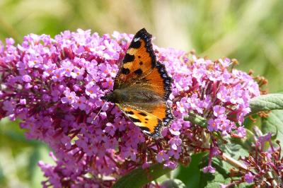 Aglais urticae