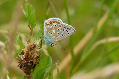 Azuré de la Bugrane 
