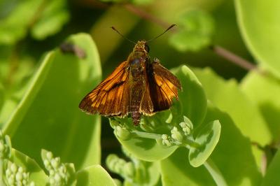 Sylvaine 