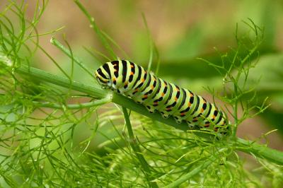 Machaon 
