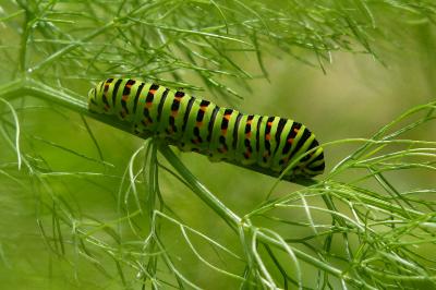 Machaon 