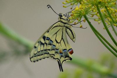Machaon 