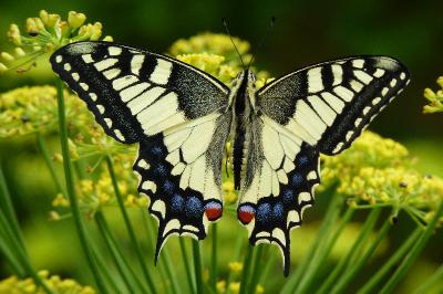 Machaon 