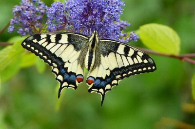 Machaon 