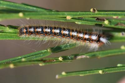 Lasiocampa quercus