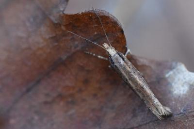 <i>Ypsolopha ustella</i>