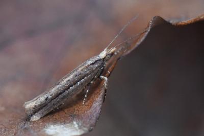 <i>Ypsolopha ustella</i>
