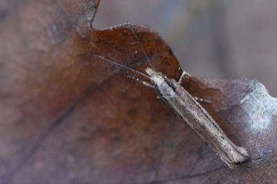 <i>Ypsolopha ustella</i>