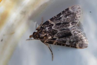 <i>Aglossa caprealis</i>