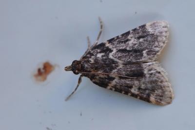 <i>Aglossa caprealis</i>