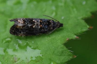 <i>Endothenia ustulana</i>