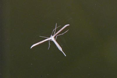 <i>Emmelina monodactyla</i>