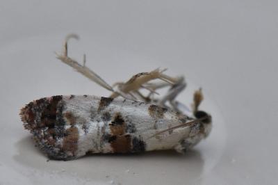 <i>Cochylis hybridella</i>