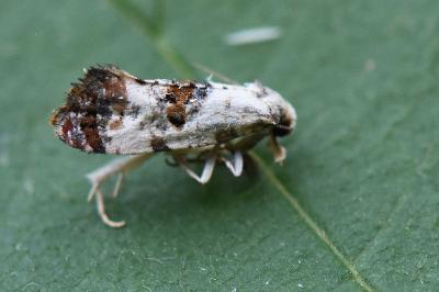 <i>Cochylis hybridella</i>