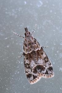 <i>Eudonia mercurella</i>