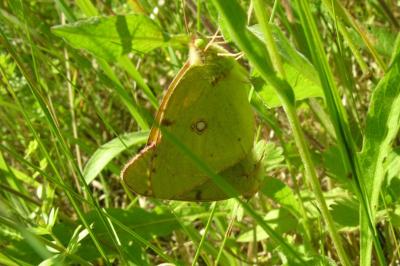 <i>Colias</i>