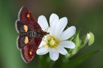 <i>Pyrausta aurata</i>