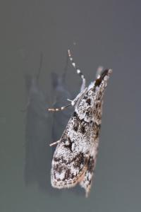 <i>Eudonia lacustrata</i>
