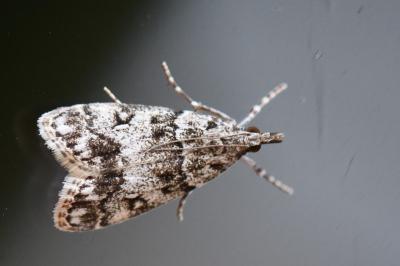 <i>Eudonia lacustrata</i>