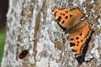 Nymphalis polychloros