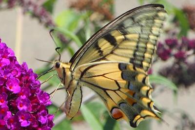 Machaon 