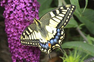 Machaon 