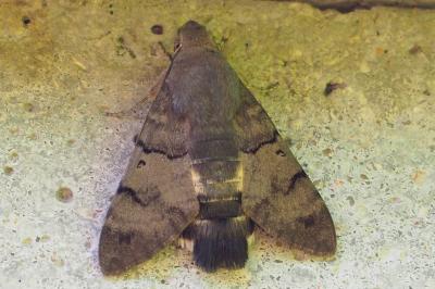 Moro-Sphinx 