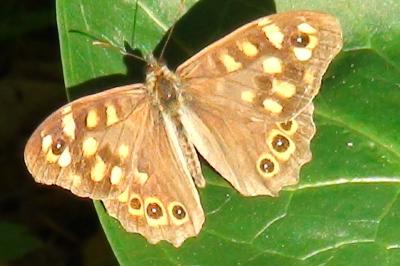 Pararge aegeria