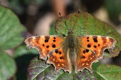 Polygonia c-album